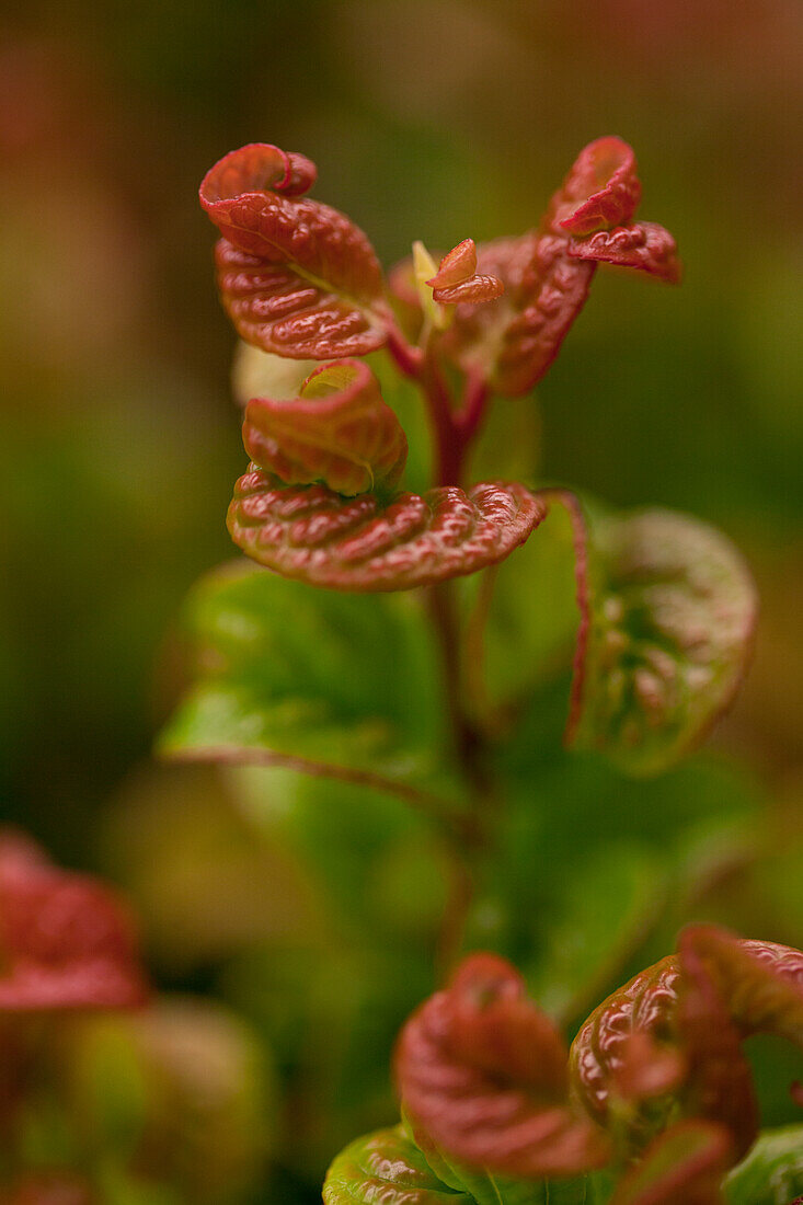 Leucothoe axillaris 'Curly Red'®