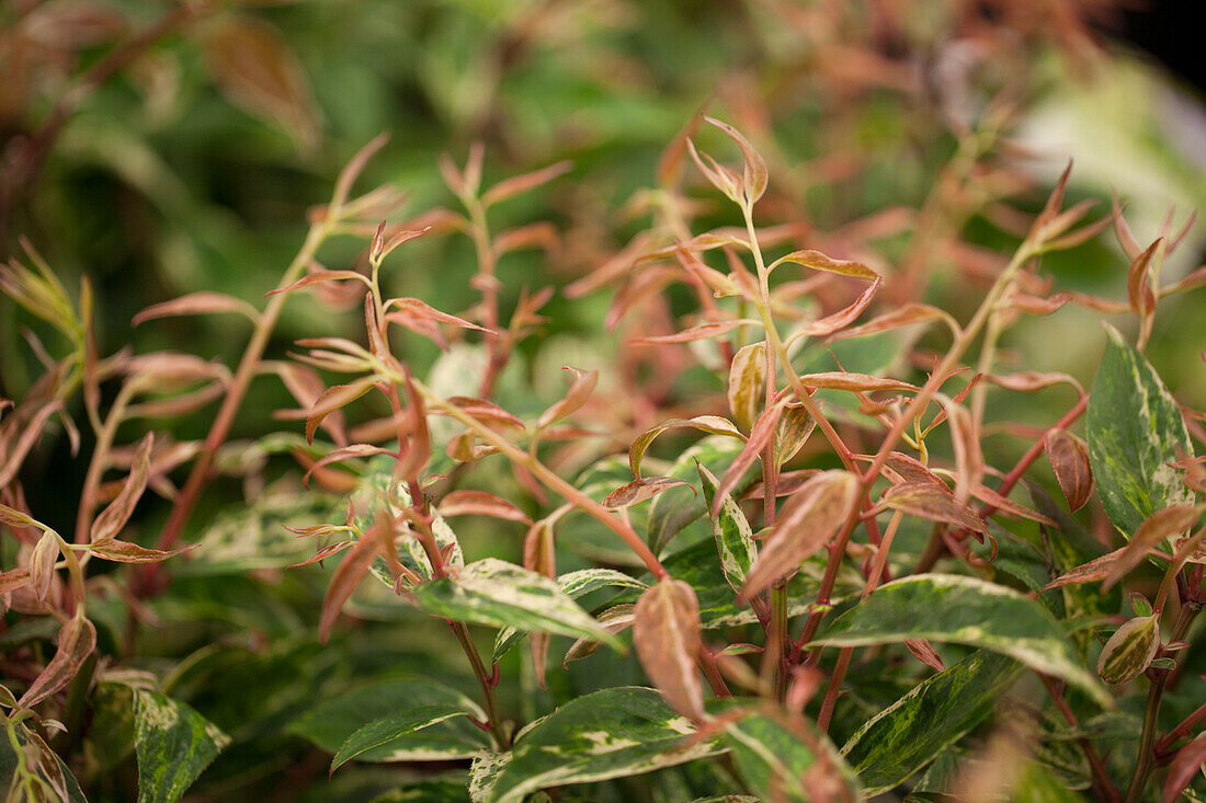 Leucothoe walteri 'Makijaz'(s)