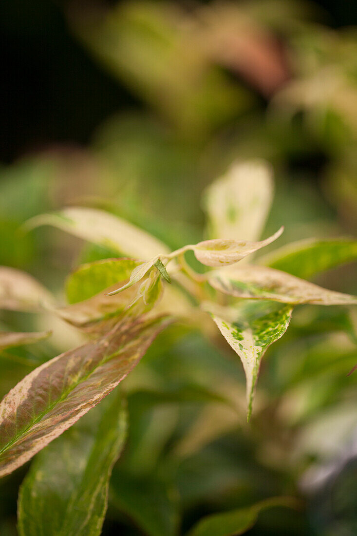 Leucothoe walteri Rainbow