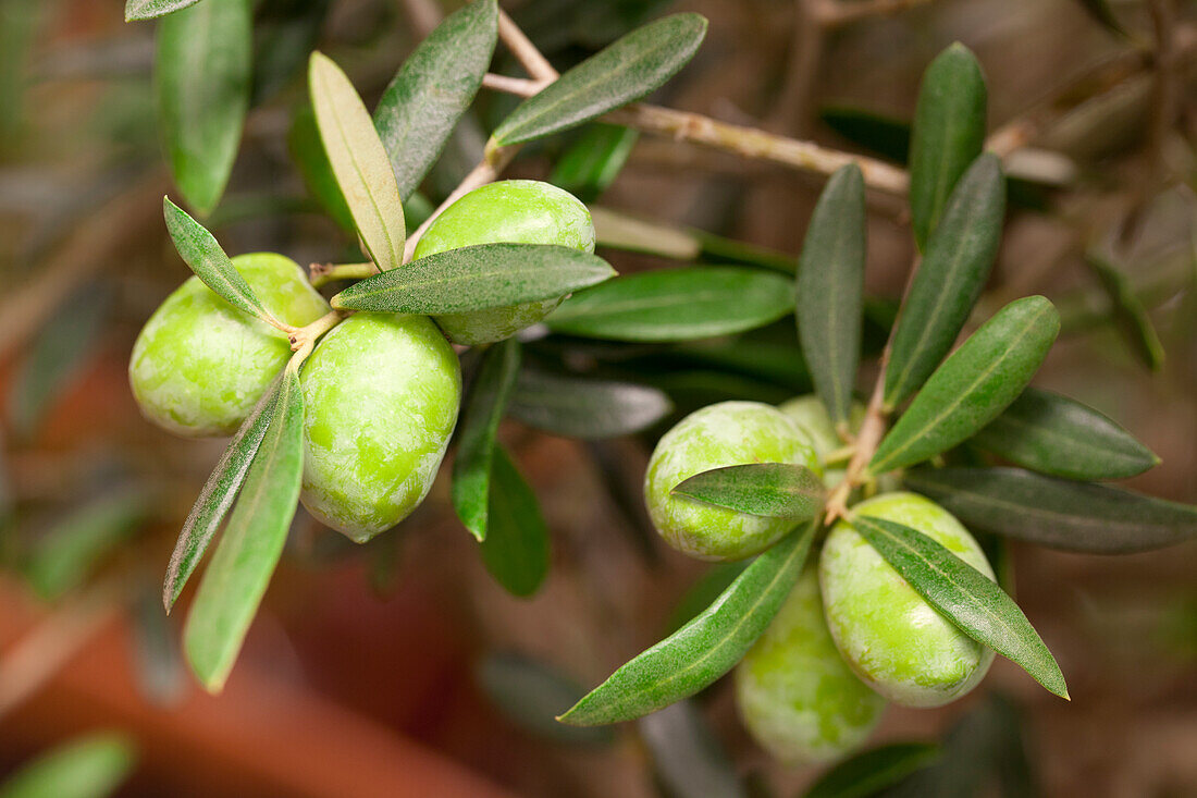 Olea europaea