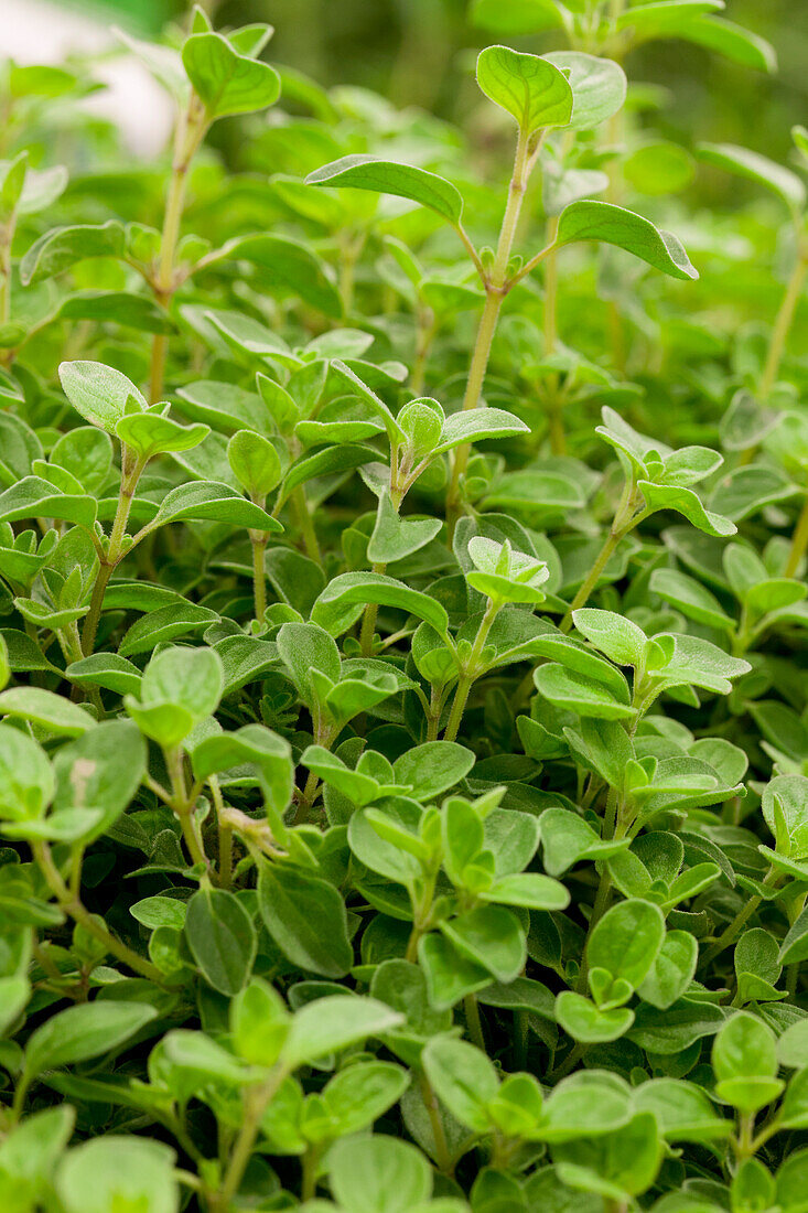 Origanum vulgare 'Compactum'