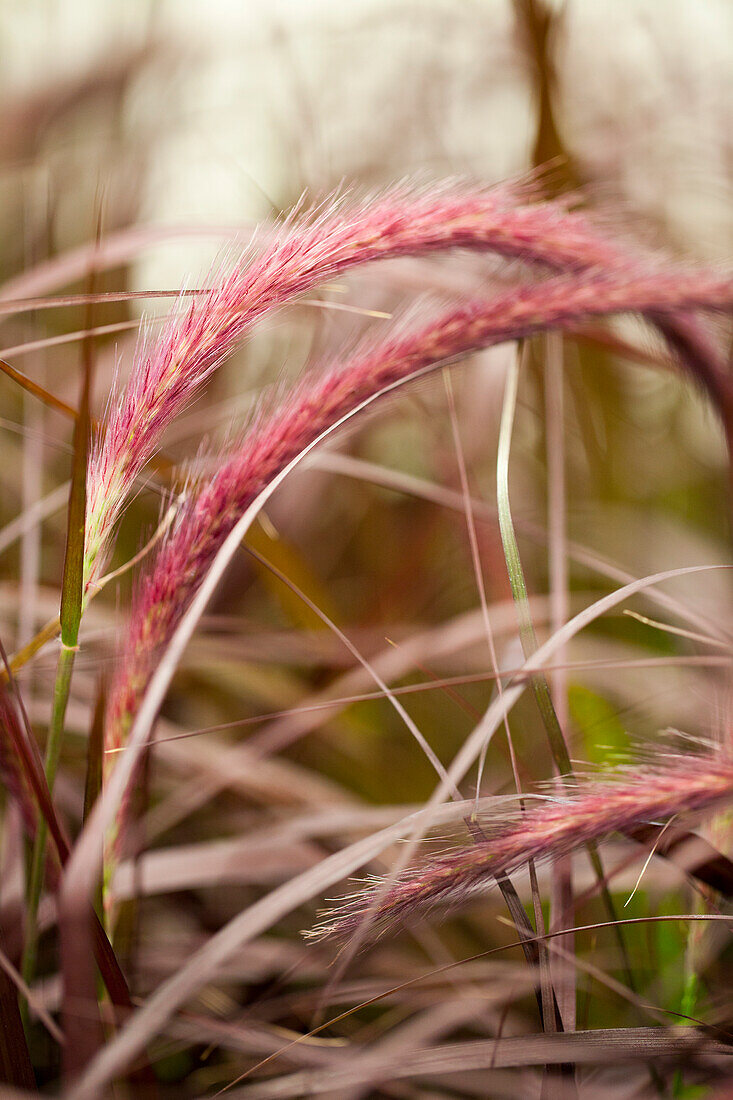 Pennisetum setaceum 'Rubrum'