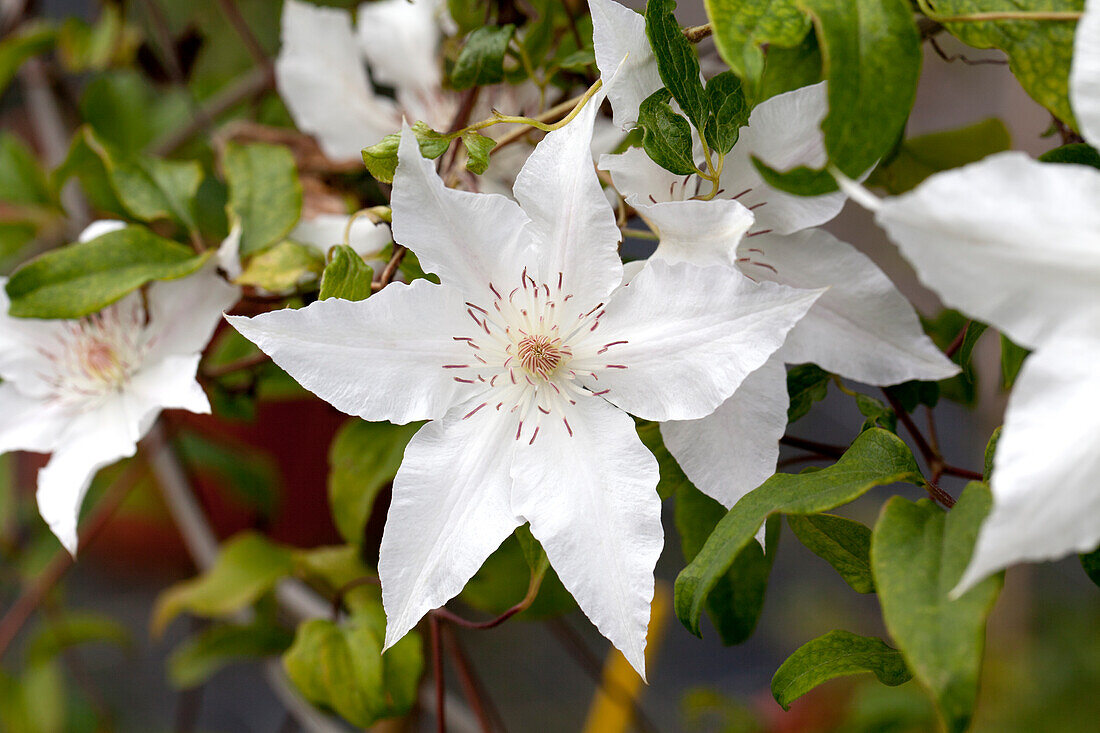 Clematis 'Hyde Hall'