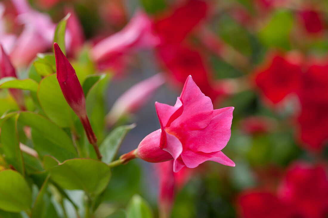 Mandevilla sanderi Diamantina® Jade Pink