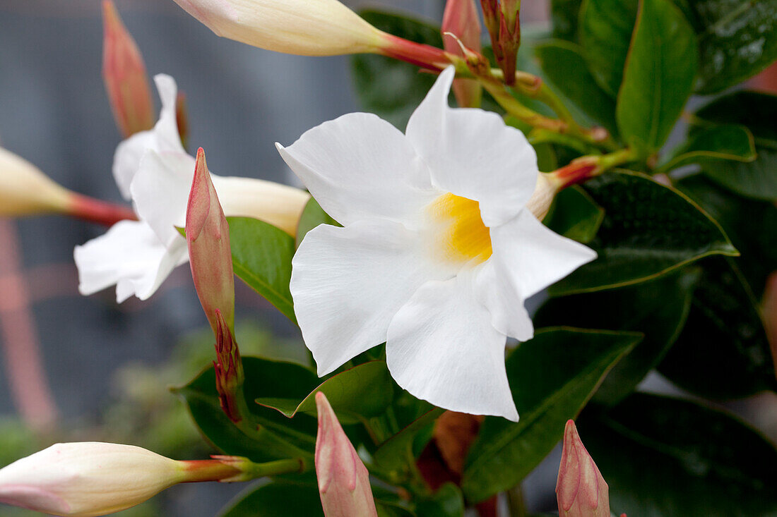 Mandevilla sanderi Diamantina® Jade White