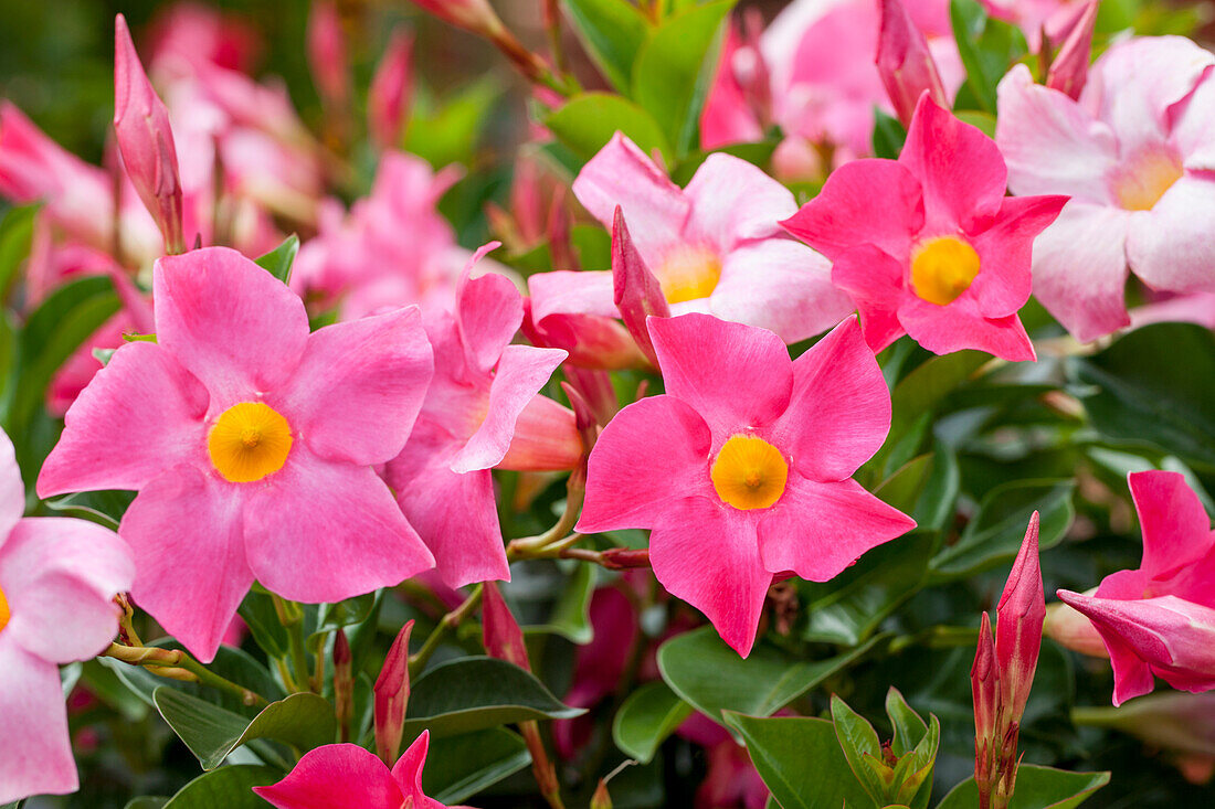 Mandevilla sanderi Sundaville® 'Rio Hot Pink'