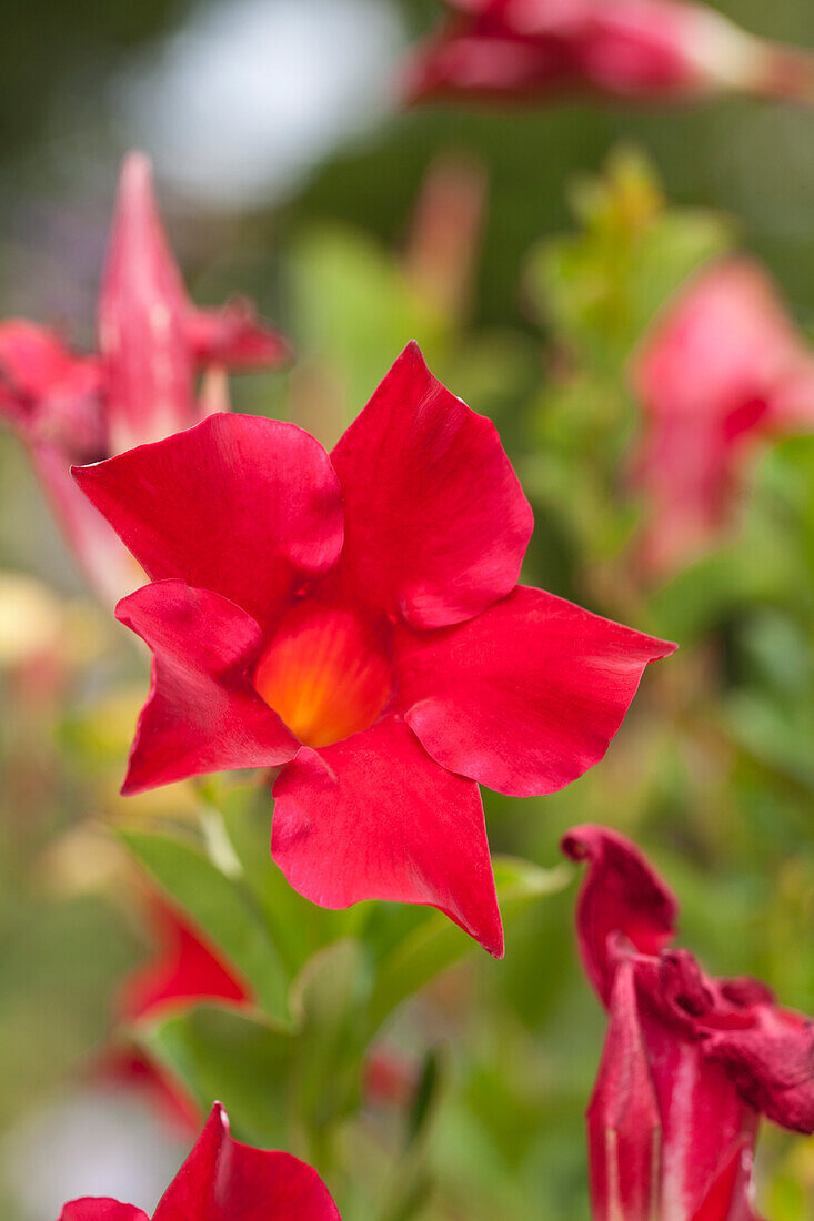 Mandevilla sanderi 'Sundaville® Red'