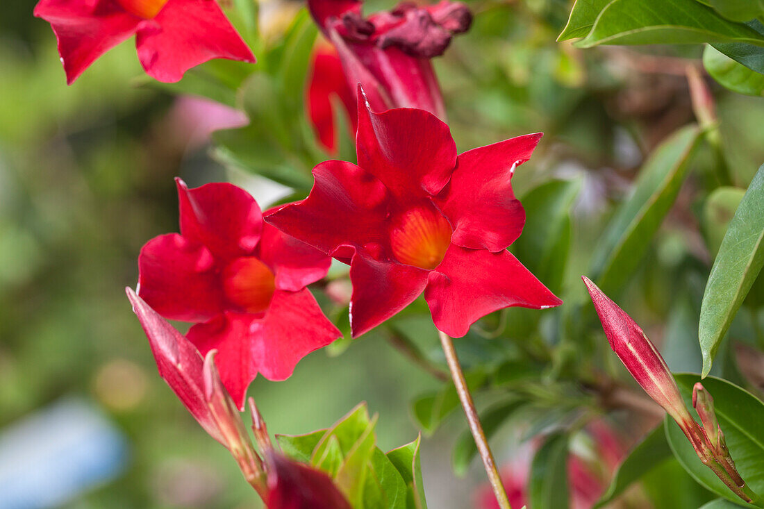 Mandevilla sanderi 'Sundaville® Red'