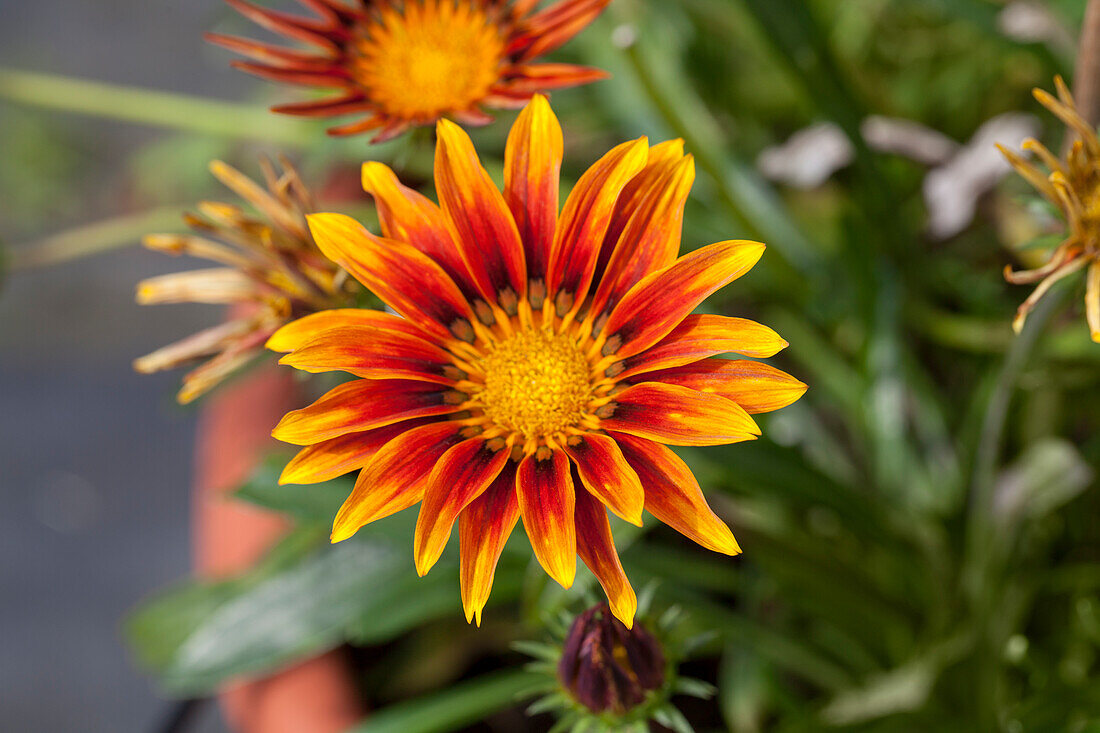 Gazania rigens