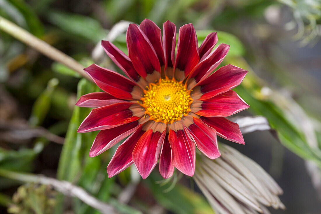 Gazania Sunbathers® 'Otomi'