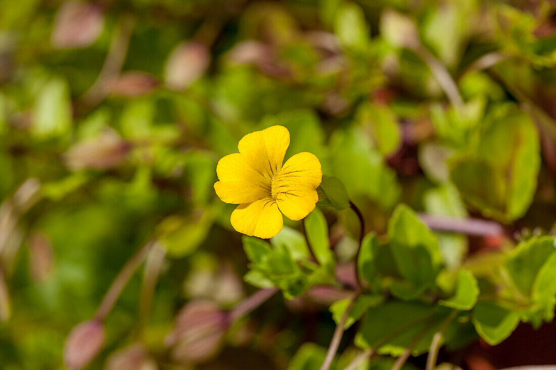 Mecardonia 'Gold Dust'