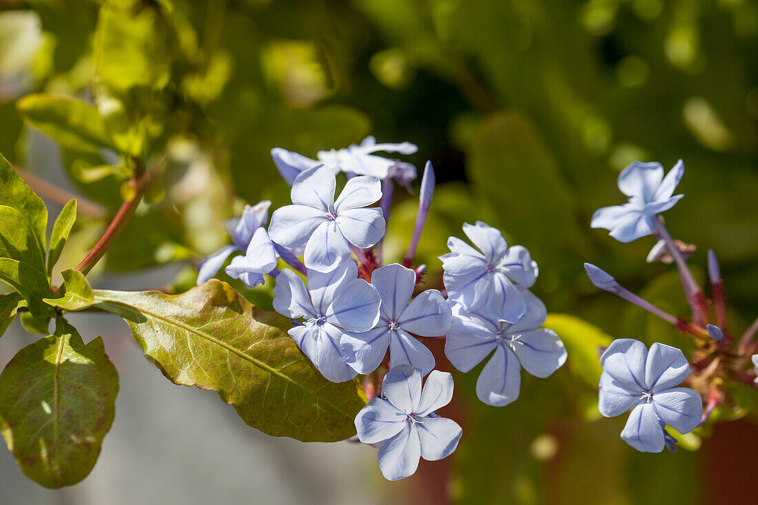 Plumbago auriculat 'Imperial Blue