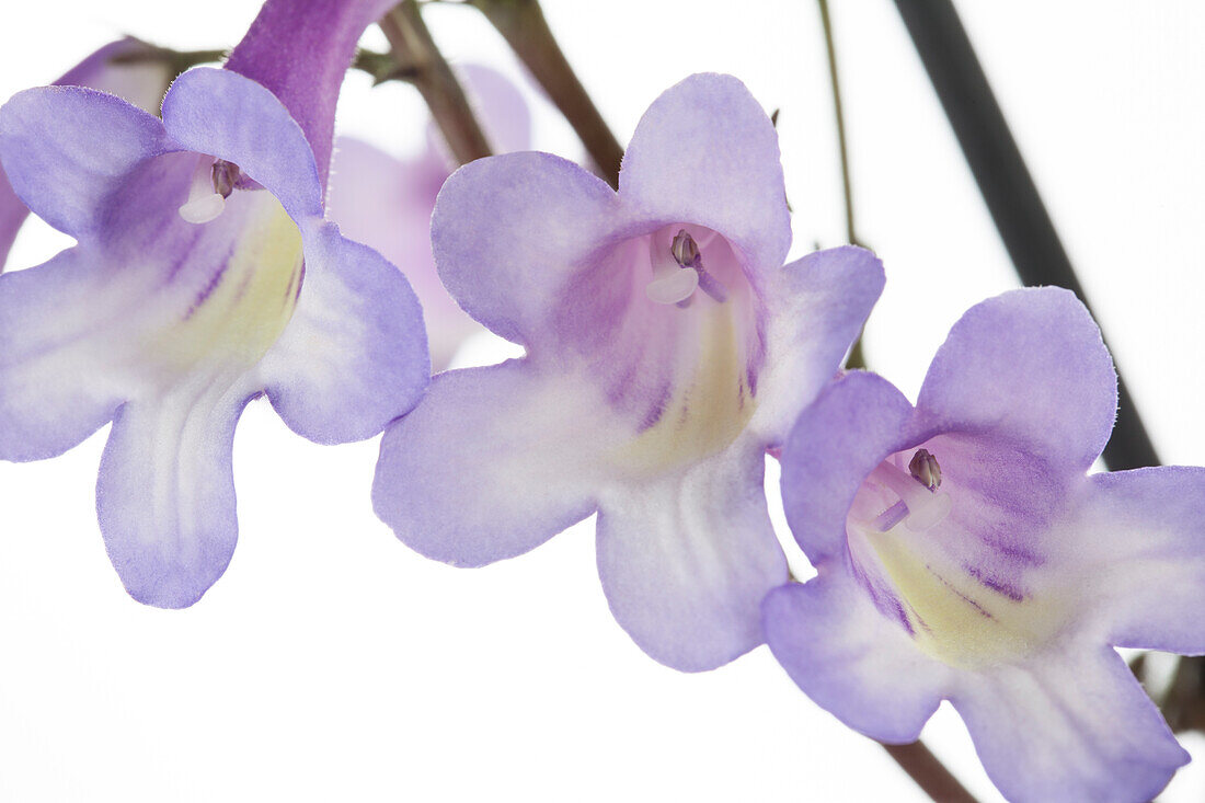 Streptocarpus