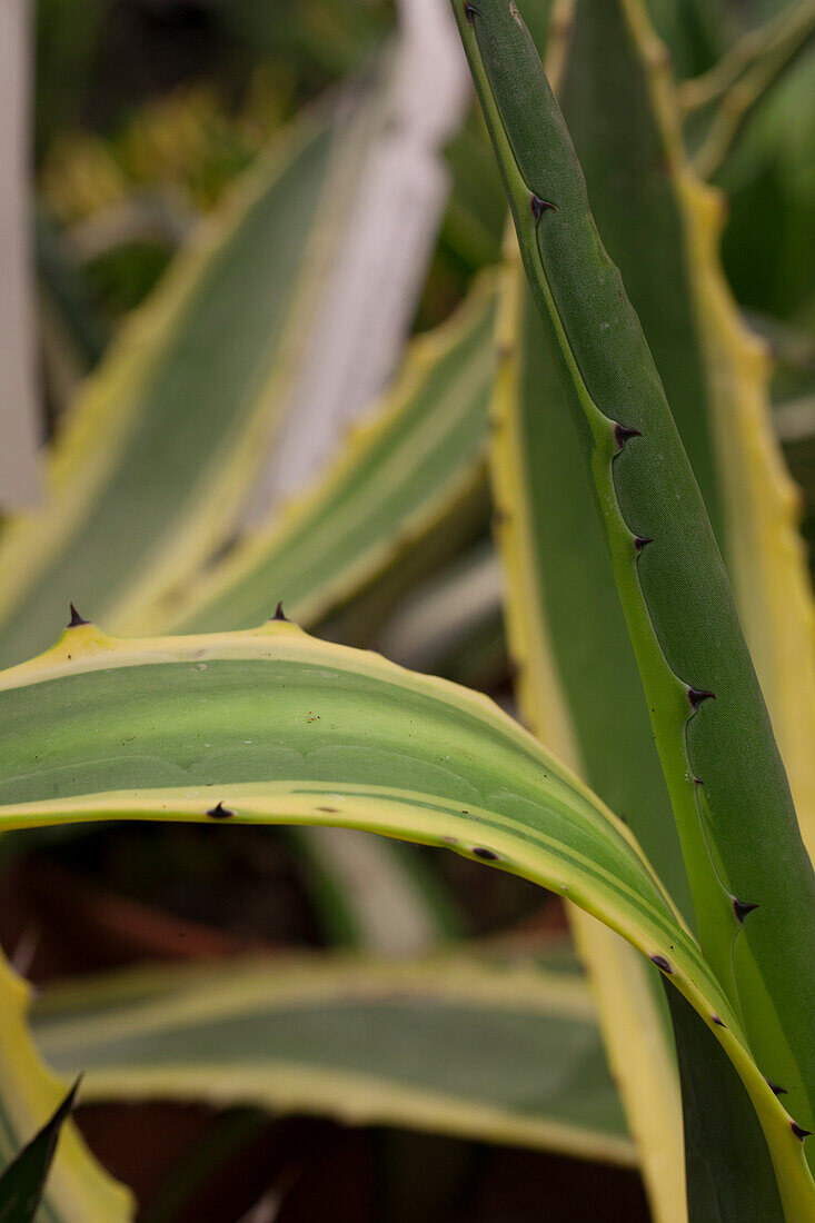 Agave americana Marginata