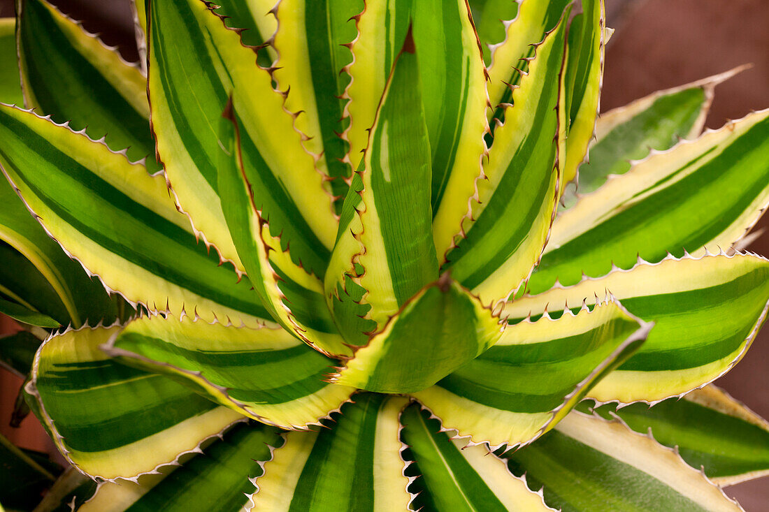 Agave lophantha 'Quadricolor' 