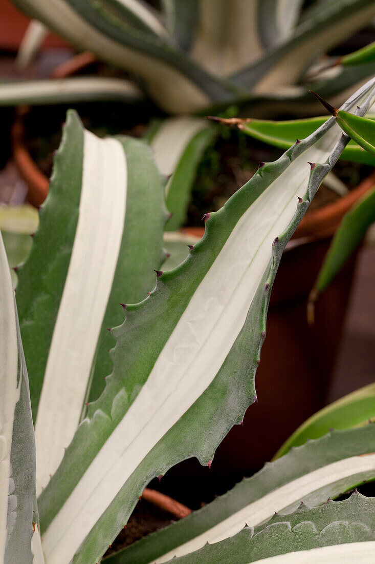 Agave americana 'Mediopicta Alba'