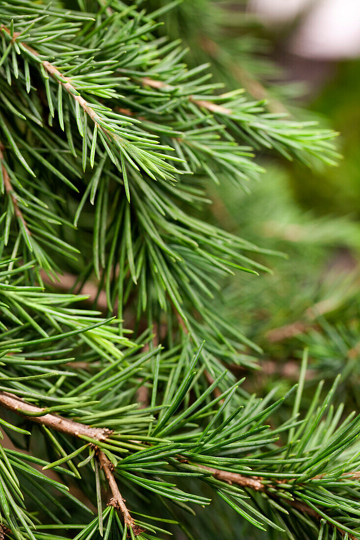 Cedrus deodara 'Feelin' Blue