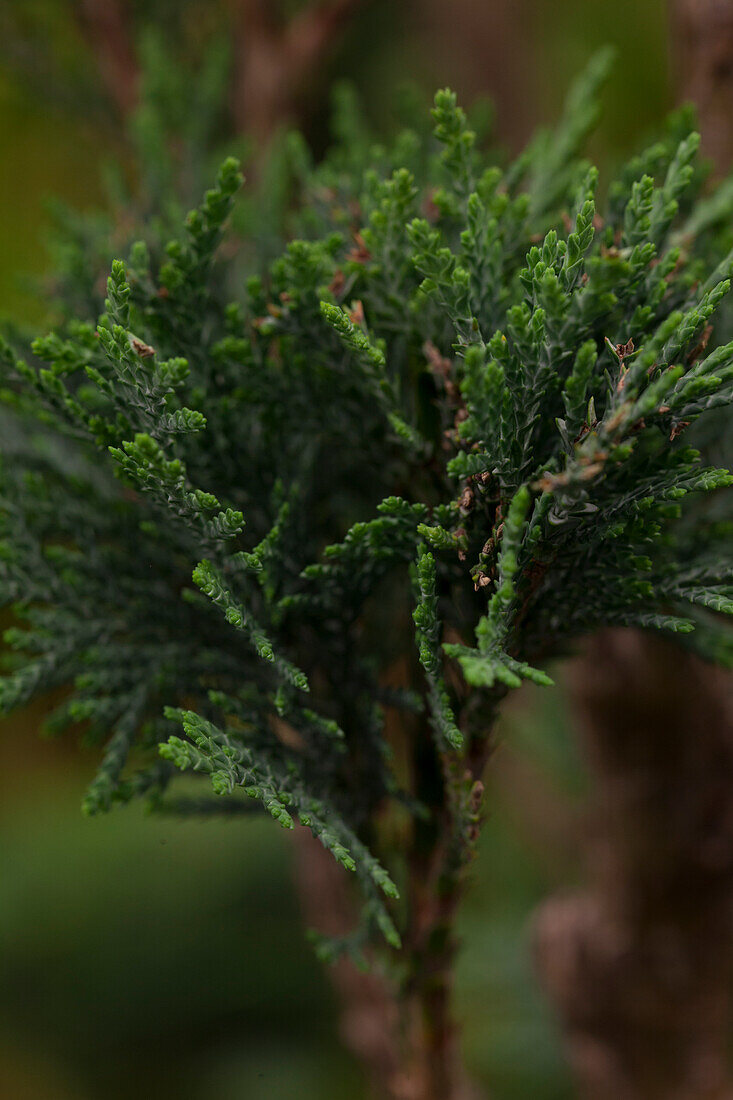 Chamaecyparis lawsoniana 'Columnaris'