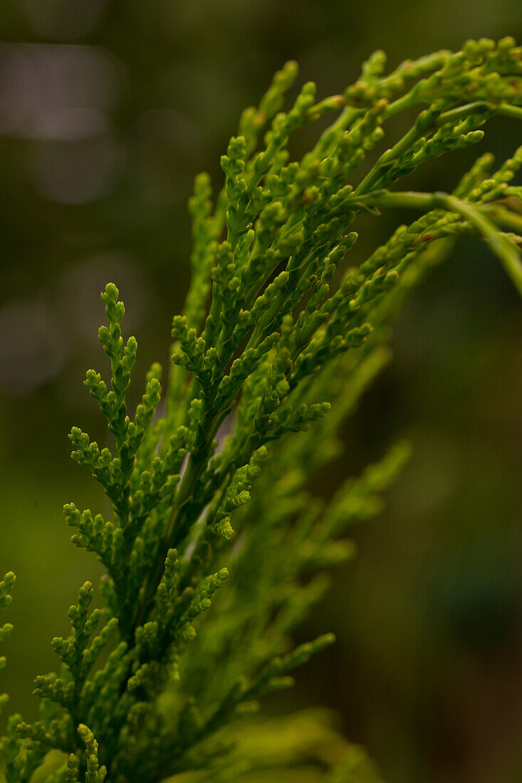 Chamaecyparis lawsoniana 'Golden Wonder'