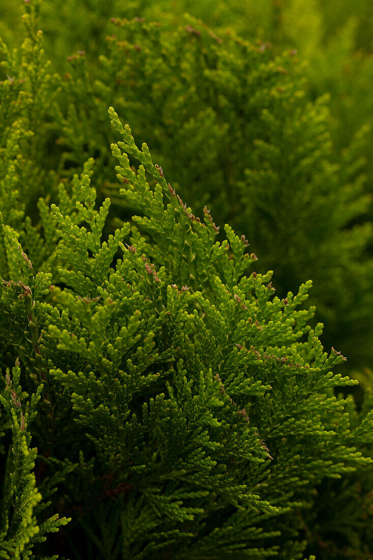 Chamaecyparis lawsoniana 'Yvonne'