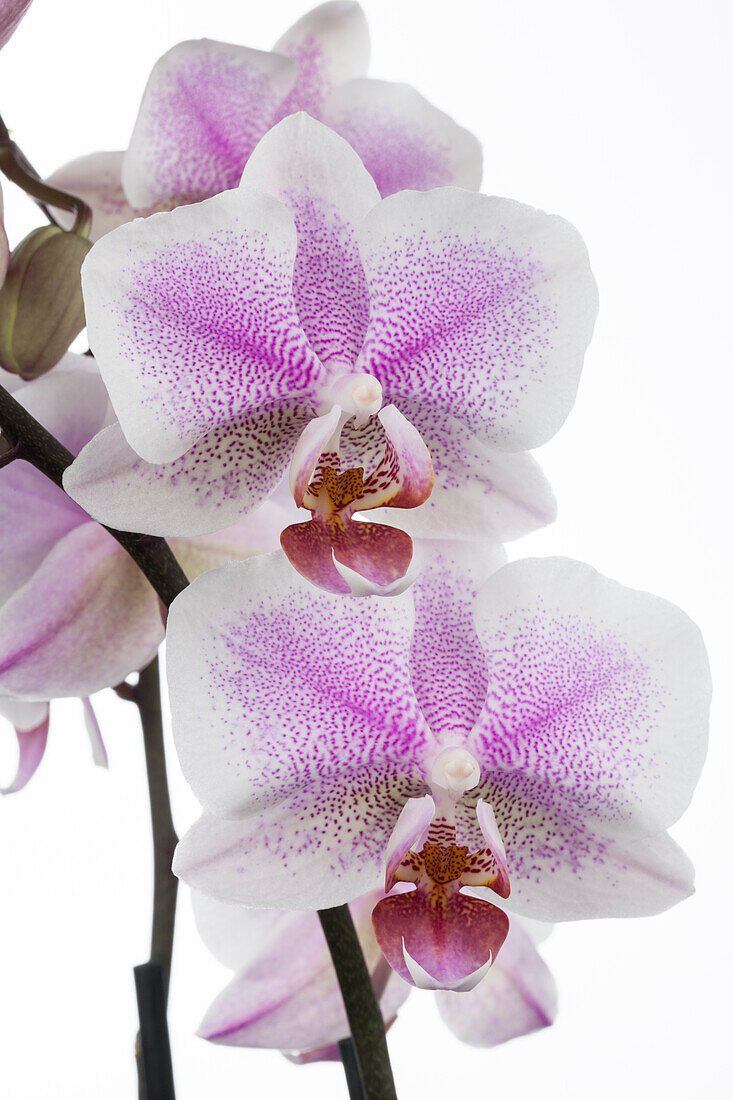 Phalaenopsis