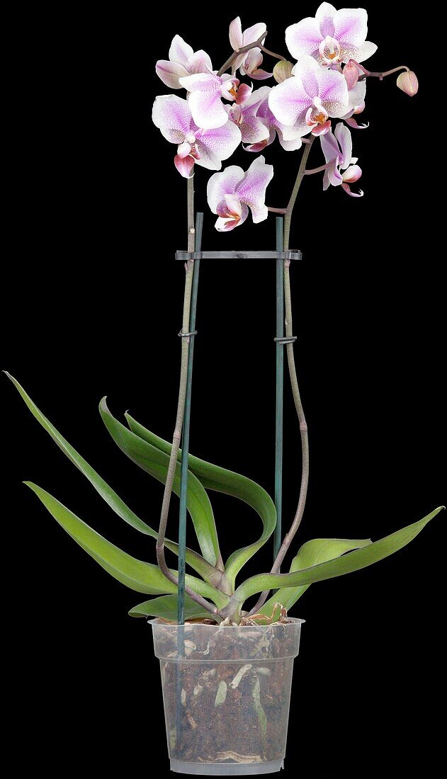 Phalaenopsis