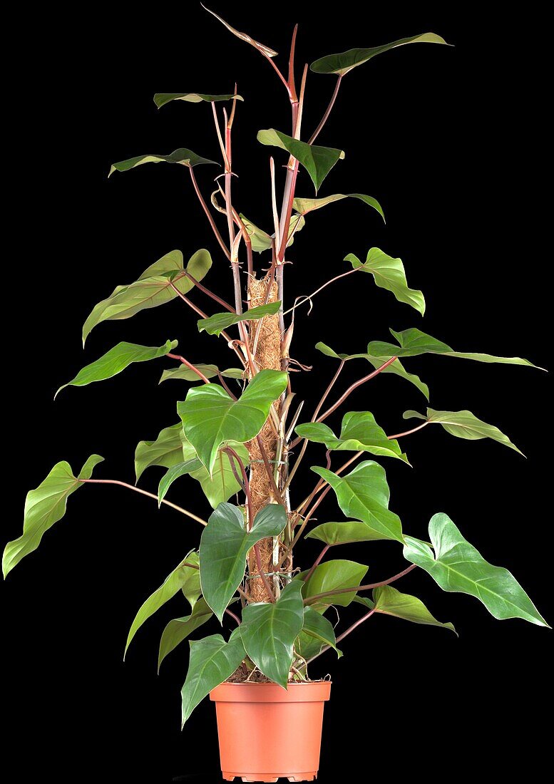 Philodendron erubescens 'Red Emerald'