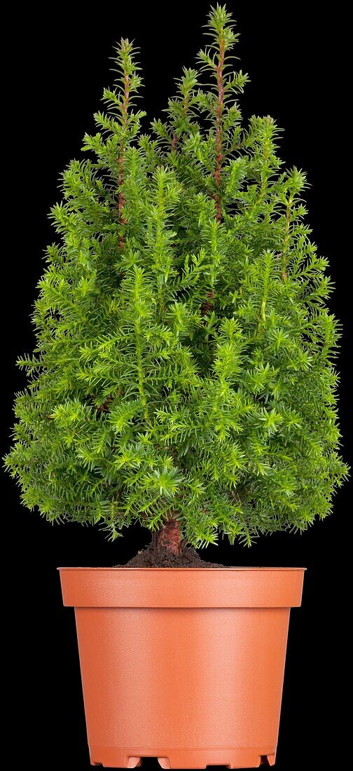 Chamaecyparis thyoides 'Excellent Point'®