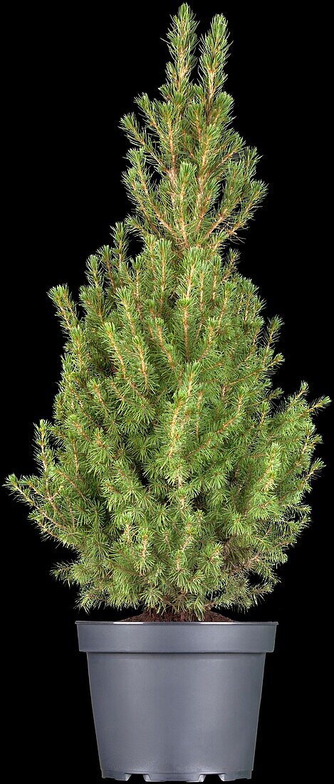 Picea glauca Conica