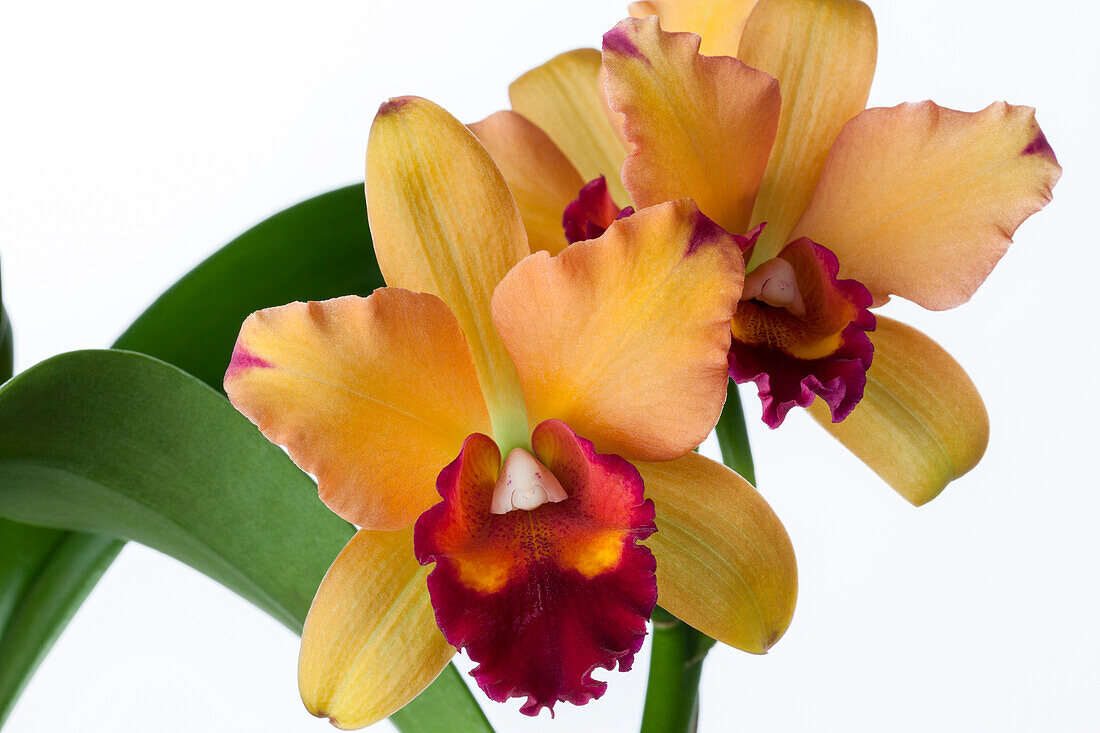 Cattleya