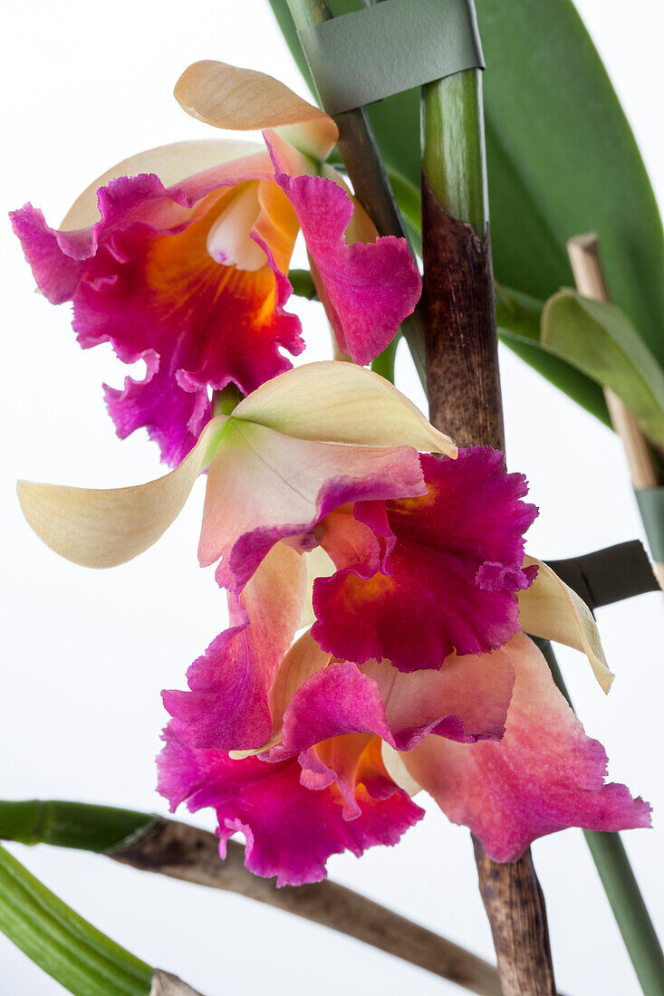 Cattleya