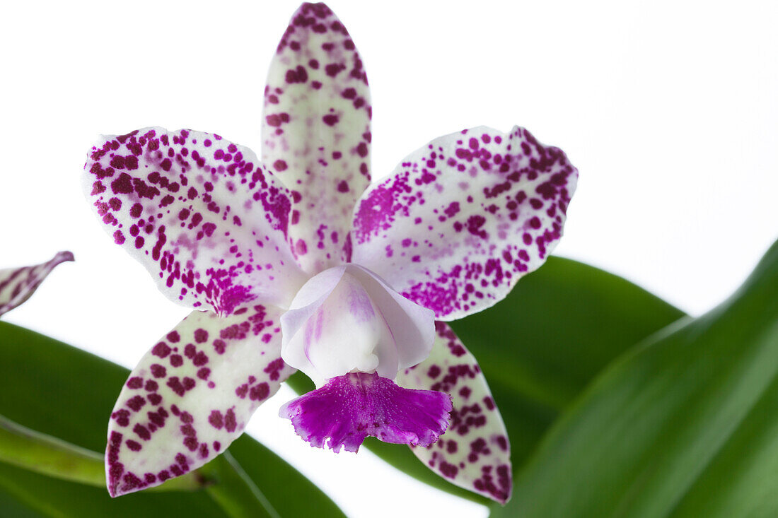 Cattleya