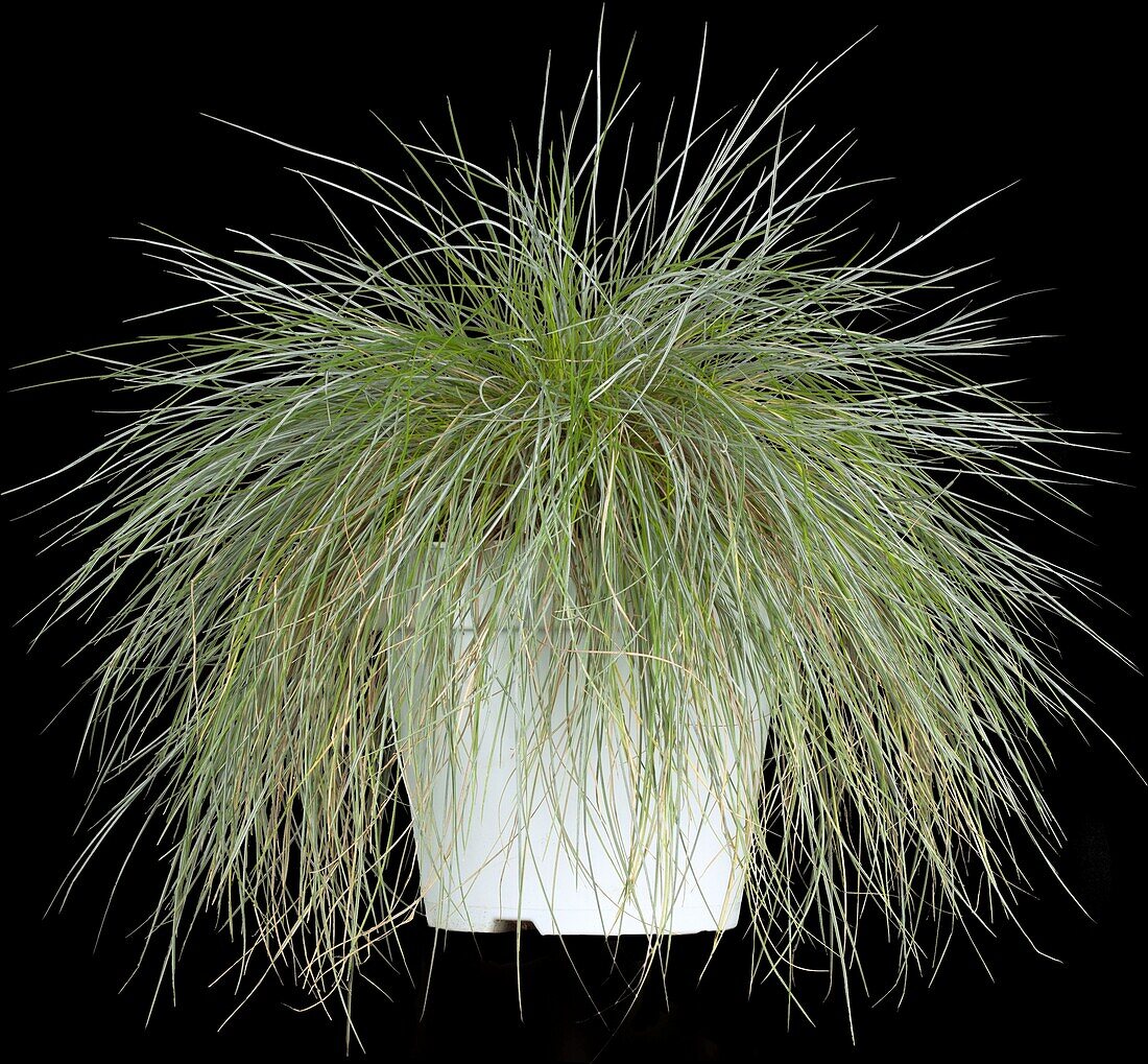 Festuca glauca 'Intense Blue'