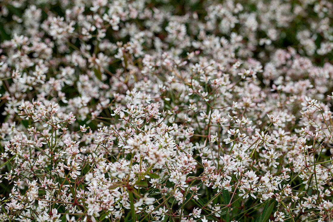 Euphorbia hypericifolia 'Diwali™ White Blast'