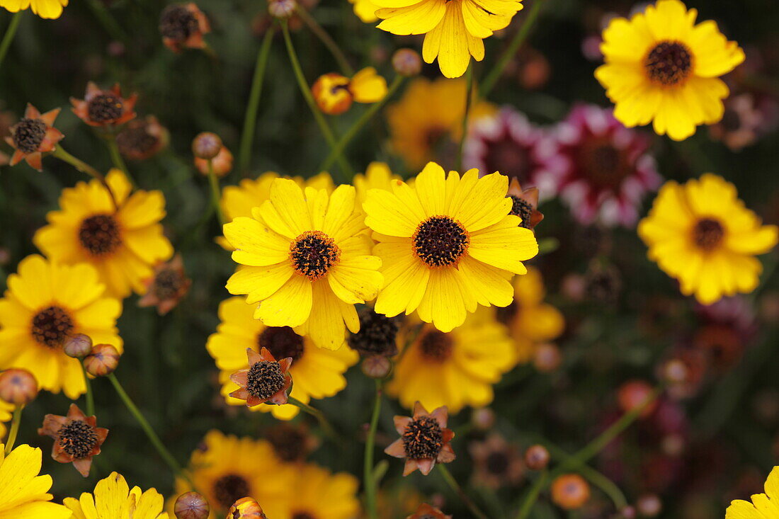 Coreopsis hybr. Highland Gold