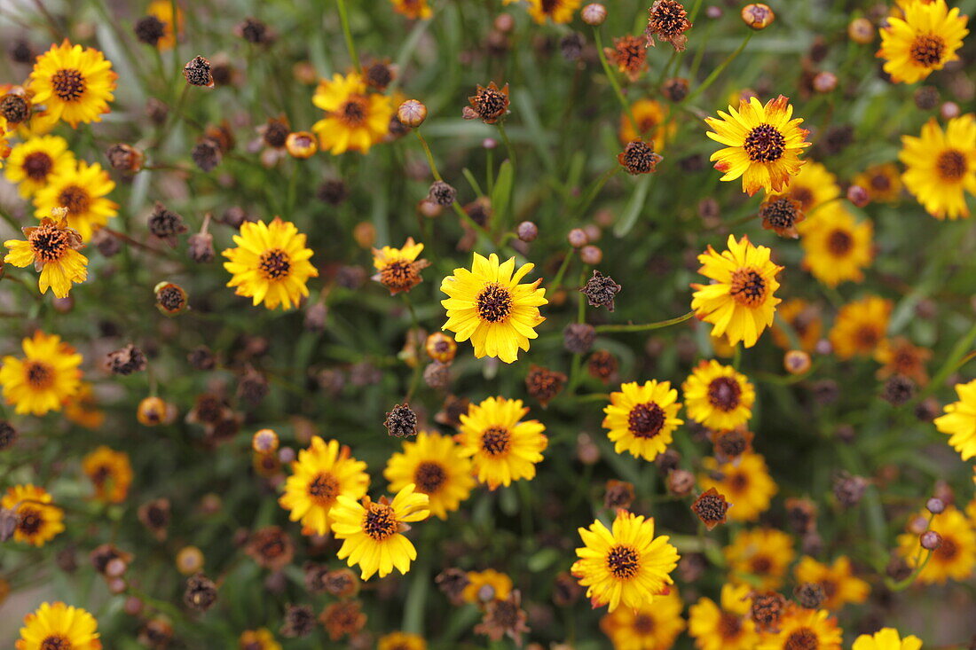 Coreopsis hybr. Prairie Gold 