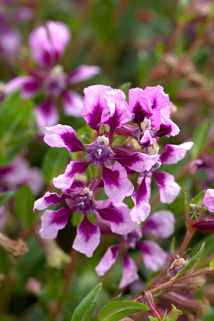 Cuphea llavea 'Vienco Lavender'