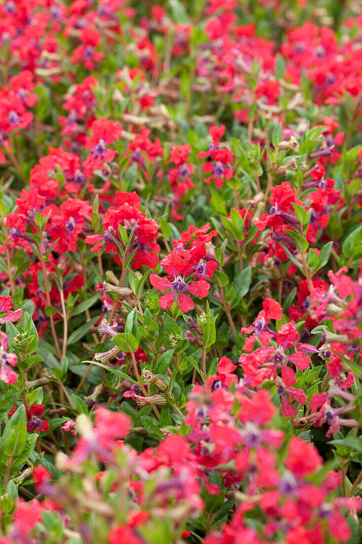 Cuphea llavea 'Vienco Red'