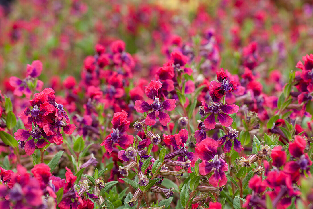 Cuphea llavea 'Vienco Salmon-Purple'