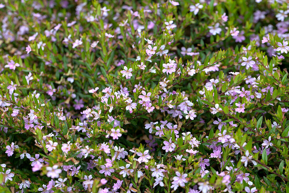 Cuphea hyssopifolia Cupid 'Pink Improved'