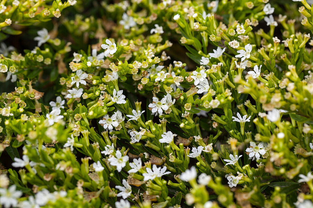 Cuphea hyssopifolia, white