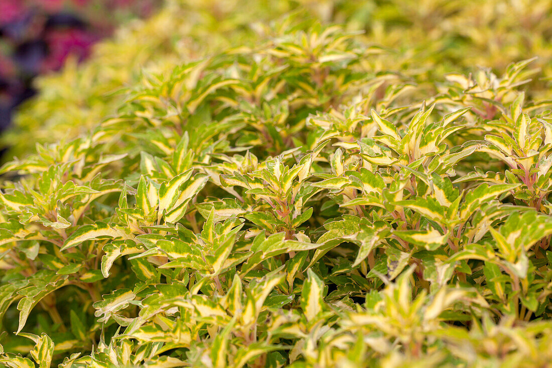 Plectranthus scutellarioides ColorBlaze® Alligator Tears