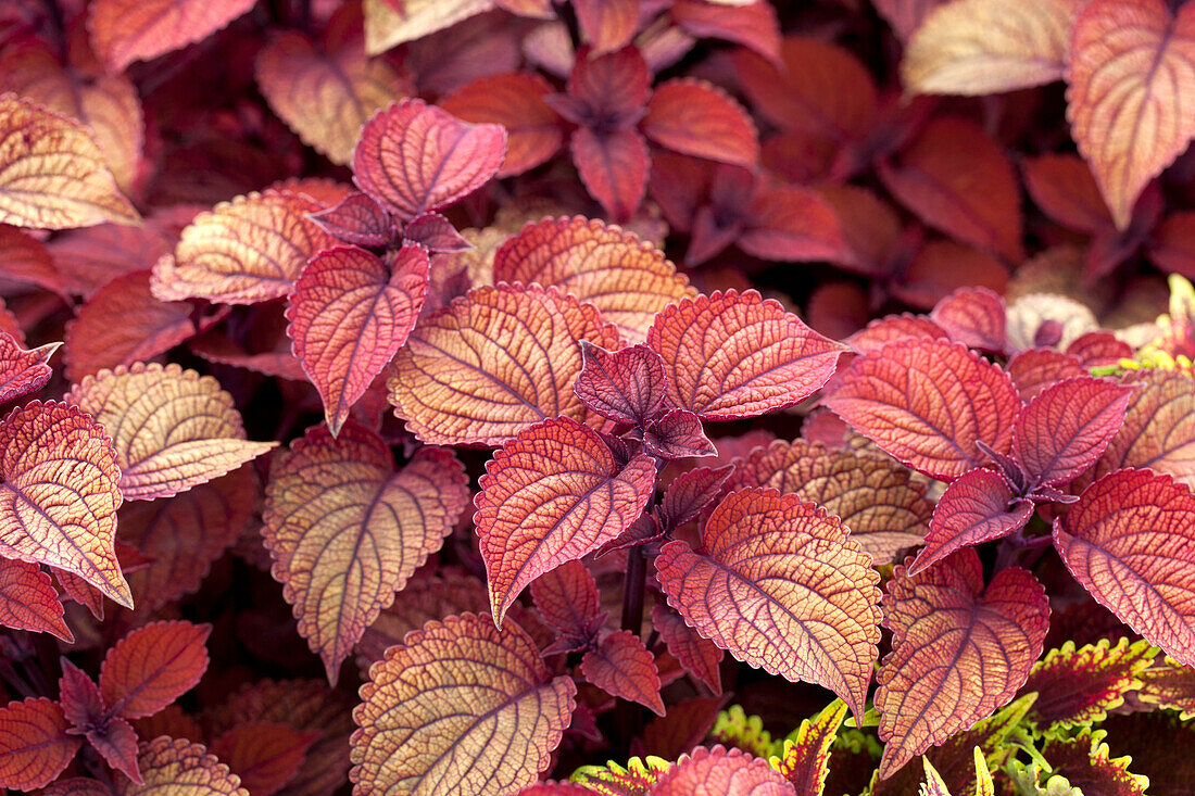 Solenostemon 'Spitfire'