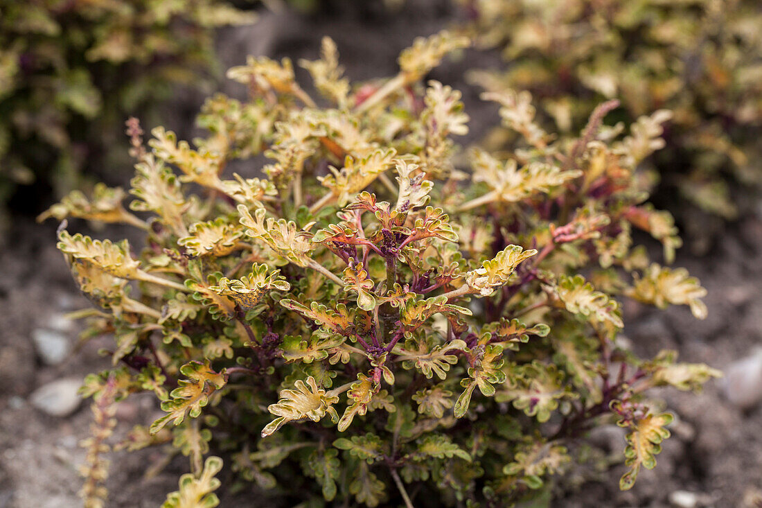 Coleus Colissima® Capri