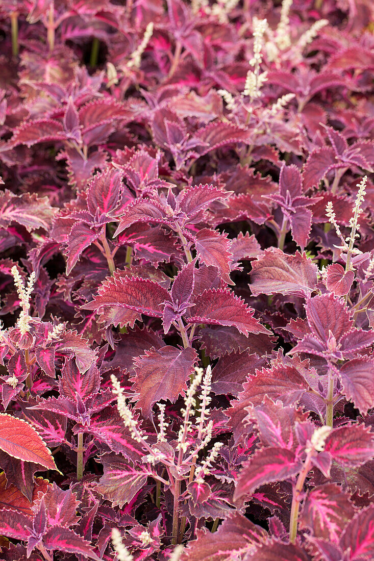 Coleus Crimson Velvet