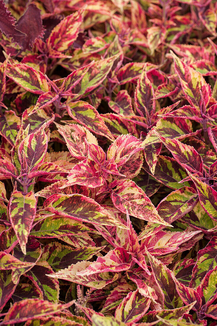 Coleus 'Splash