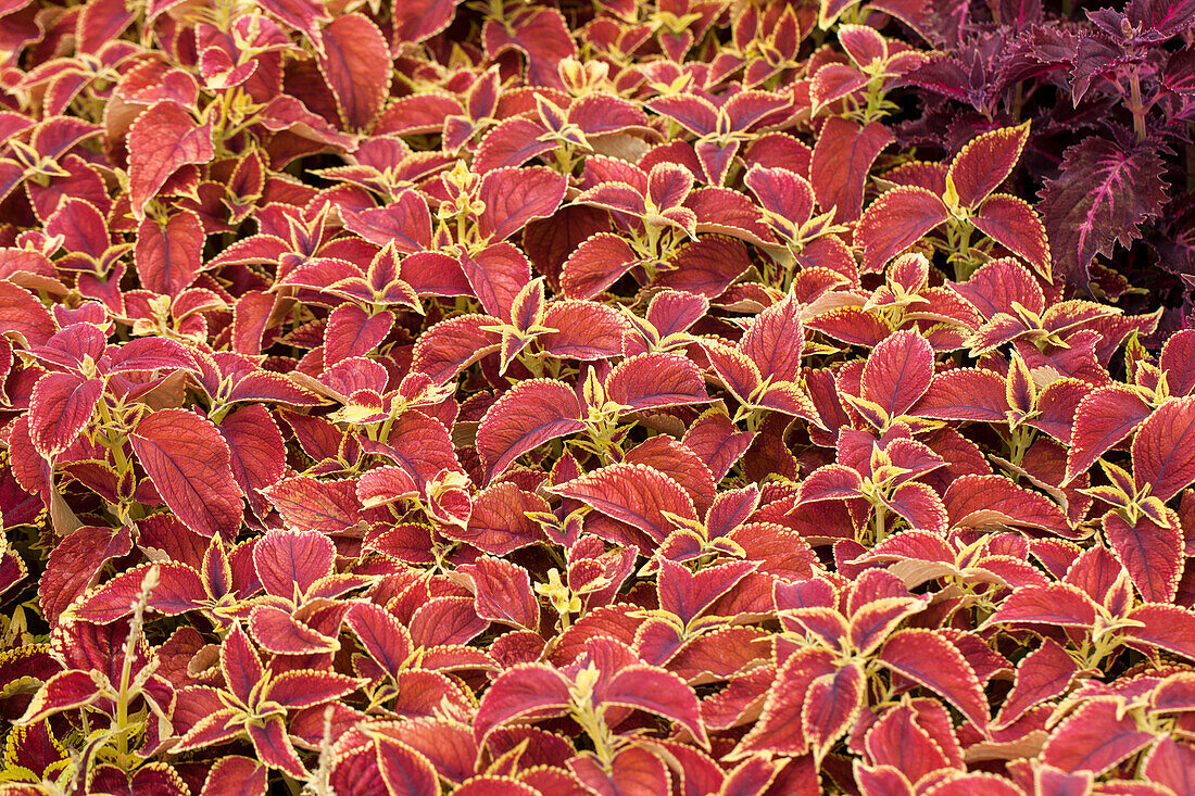 Coleus 'Display