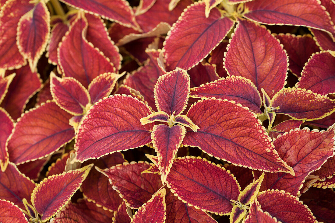 Coleus 'Display'