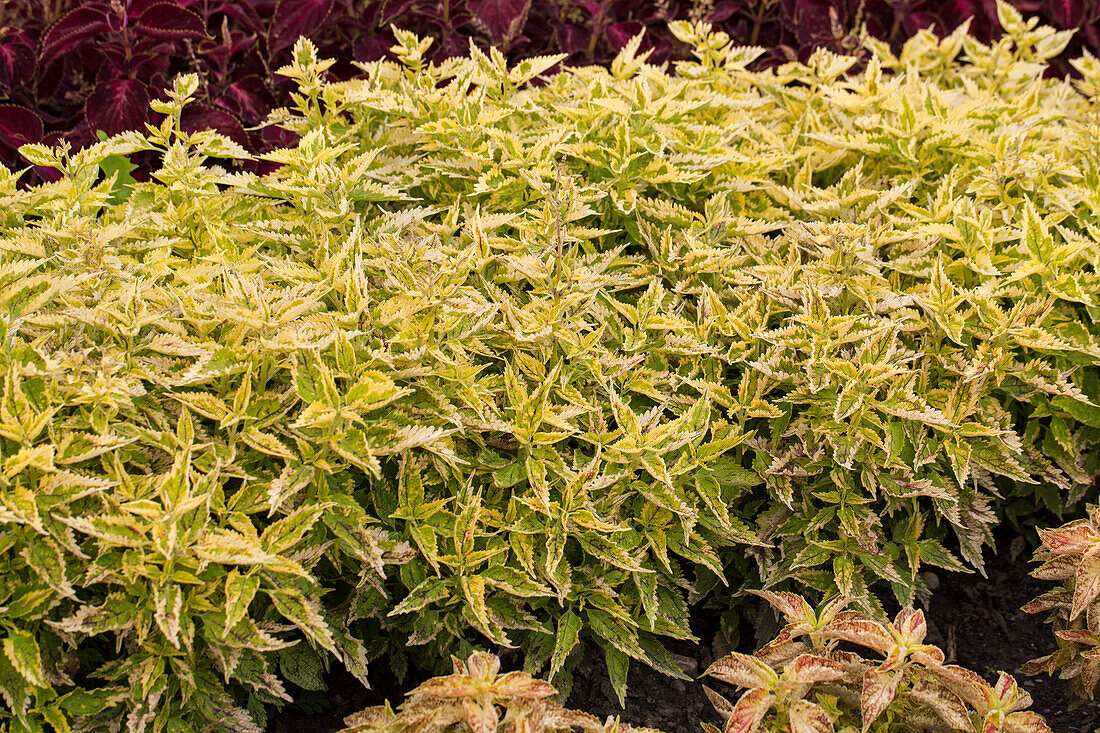 Coleus 'Glory