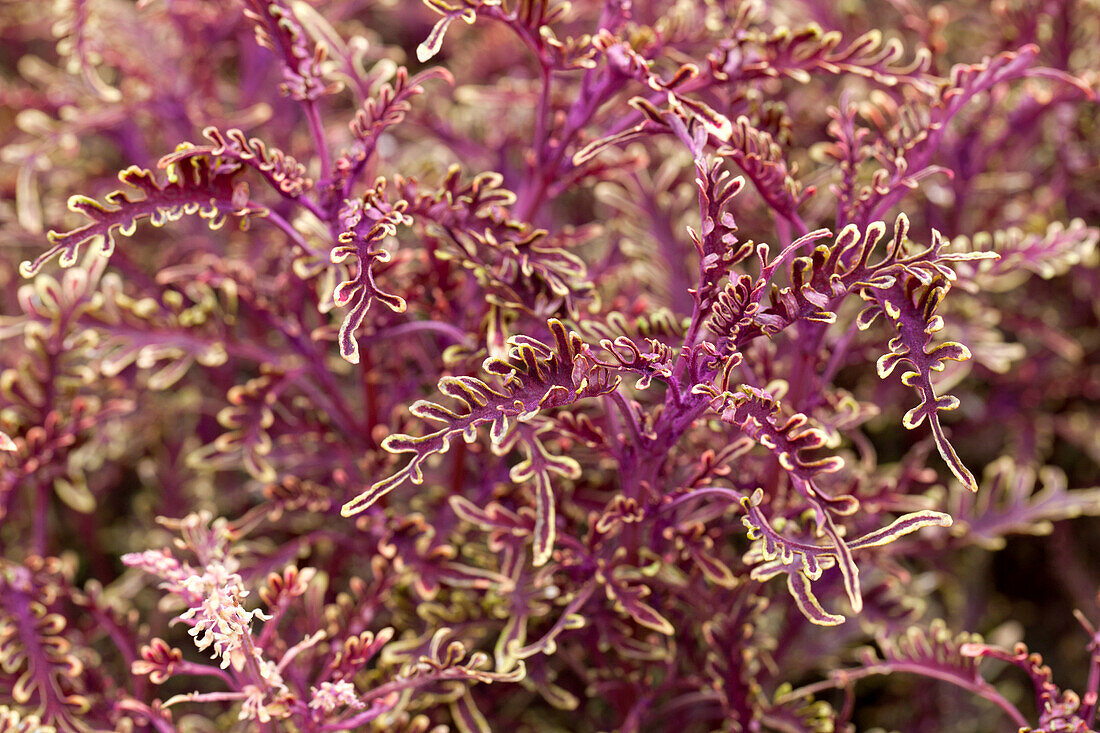 Coleus 'Kiwi Fern'